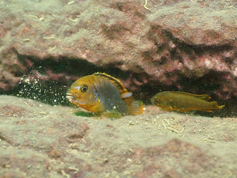 Iodotropheus sprengerae 'Makokola Reef'